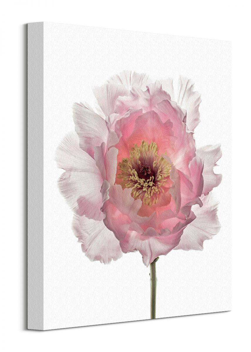 Champagne Pink Peony - Obraz na płótnie