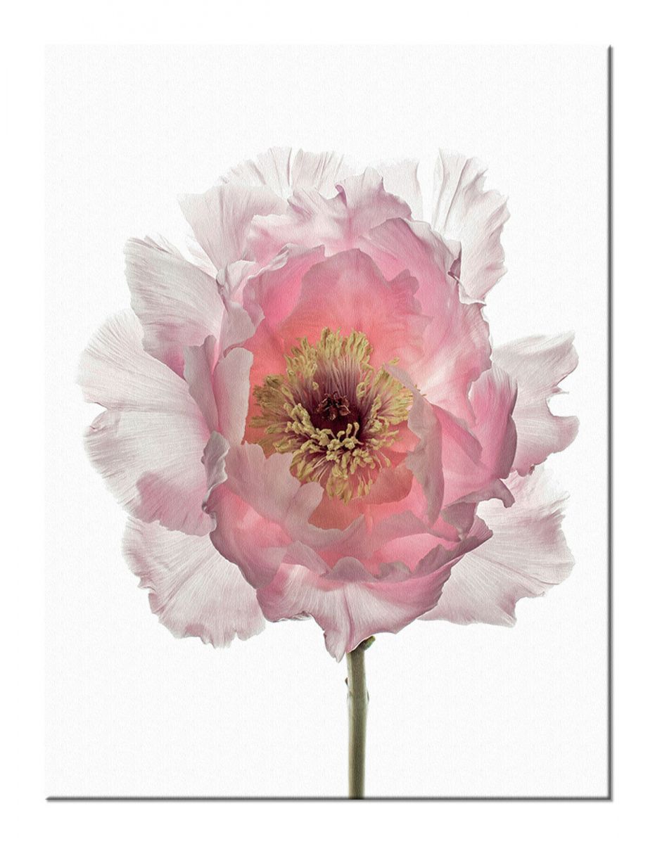 Champagne Pink Peony - Obraz na płótnie - obrazek 2