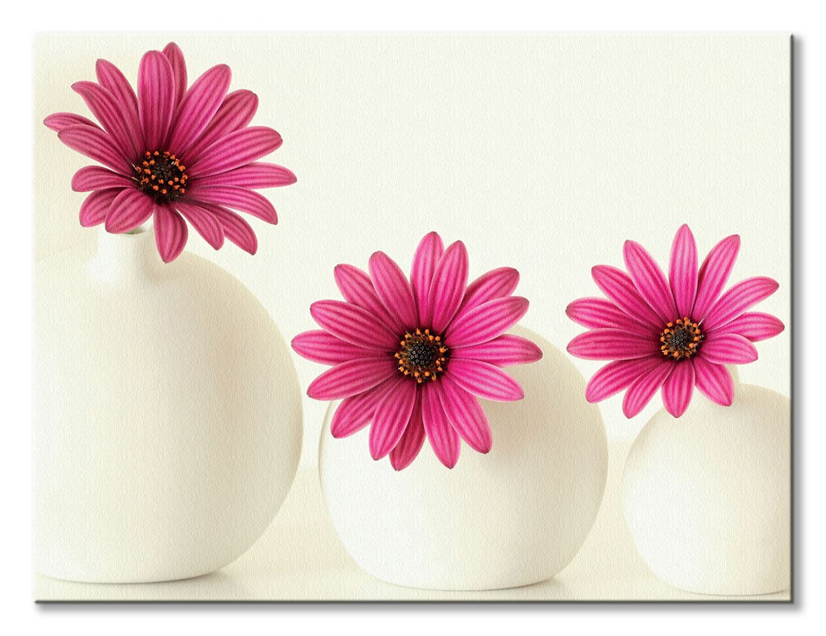 Pink Cape Daisies - Obraz na płótnie - obrazek 2