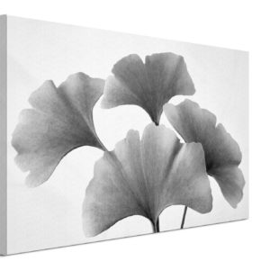 Ginko Fan - obraz na płótnie