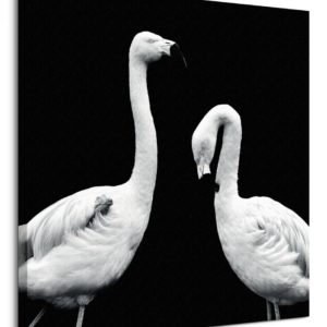 Phoenicopterus Roseus - obraz na płótnie