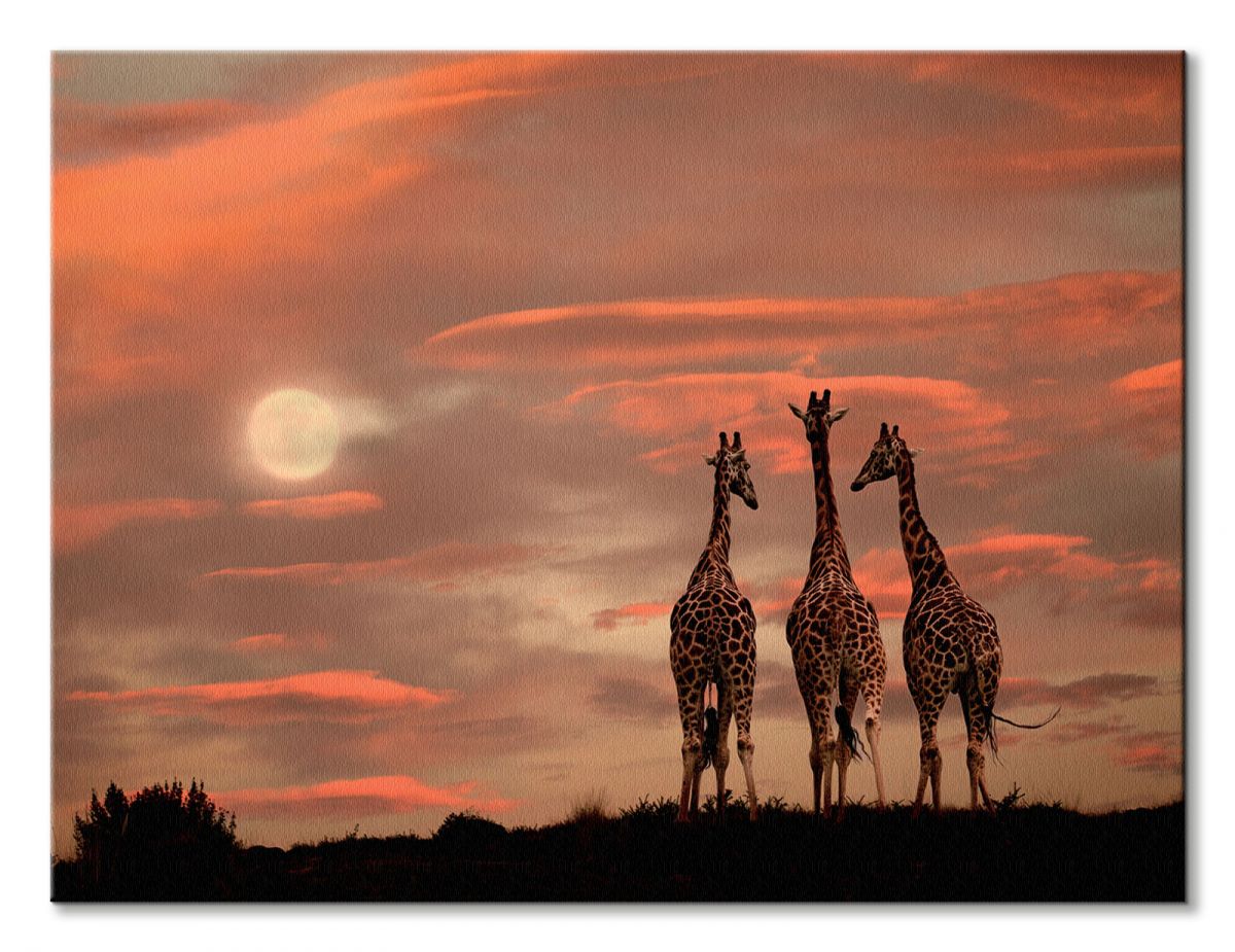 Moonrise Giraffes - obraz na płótnie - obrazek 2